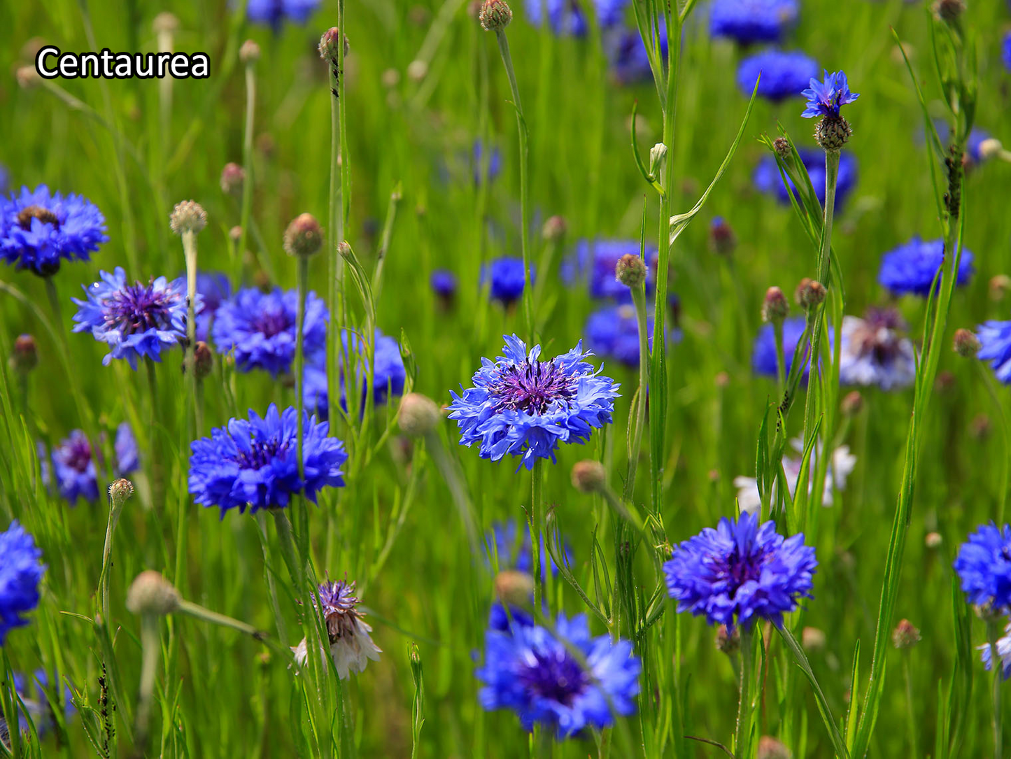 Borderpakket 'Inheems & Biodivers' - 5m² - 50 planten