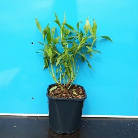 Centranthus ruber 'Albus' - Witte spoorbloem