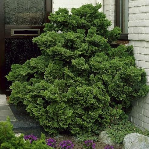 Chamaecyparis obtusa 'Nana Gracilis' - Schijncipres