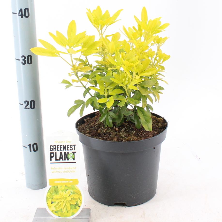 Choisya Ternata 'Lich' - Mexicaanse oranjebloesem