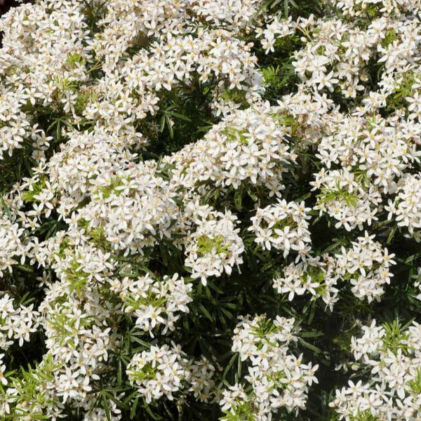 Choisya Ternata 'White Dazzler' - Mexicaanse oranjebloesem