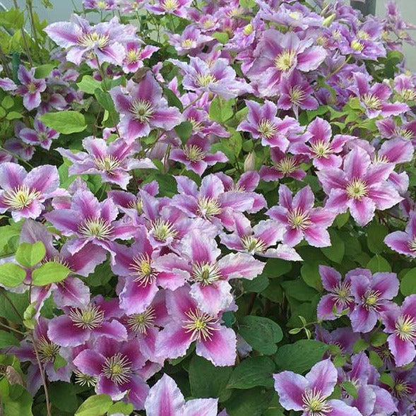 Clematis 'Piilu' - Roze bosrank