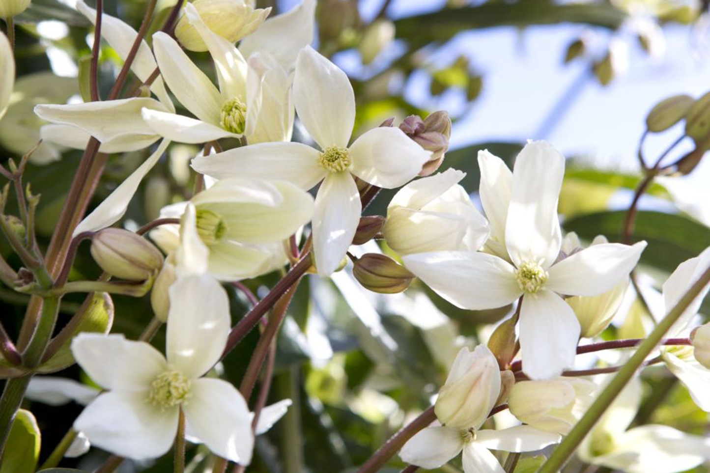 Clematis 'Armandii' - Witte bosrank
