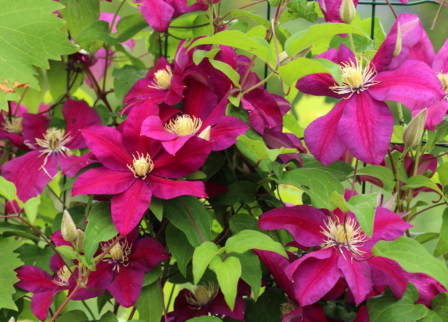 Clematis 'Ernest Markham' - Rode bosrank