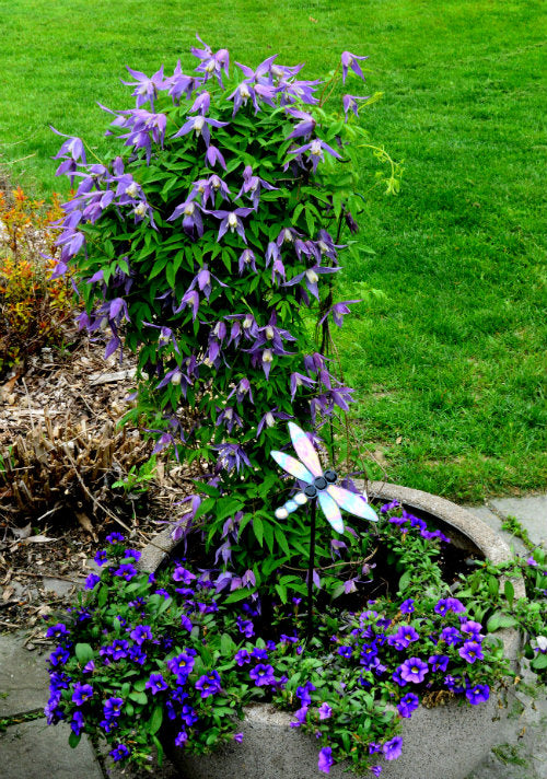 Violette clematisbloemen met witte randen en geelachtige centrum, omringd door groene bladeren. Perfect voor tuinversiering en decoratieve planten in bloemenbakken.