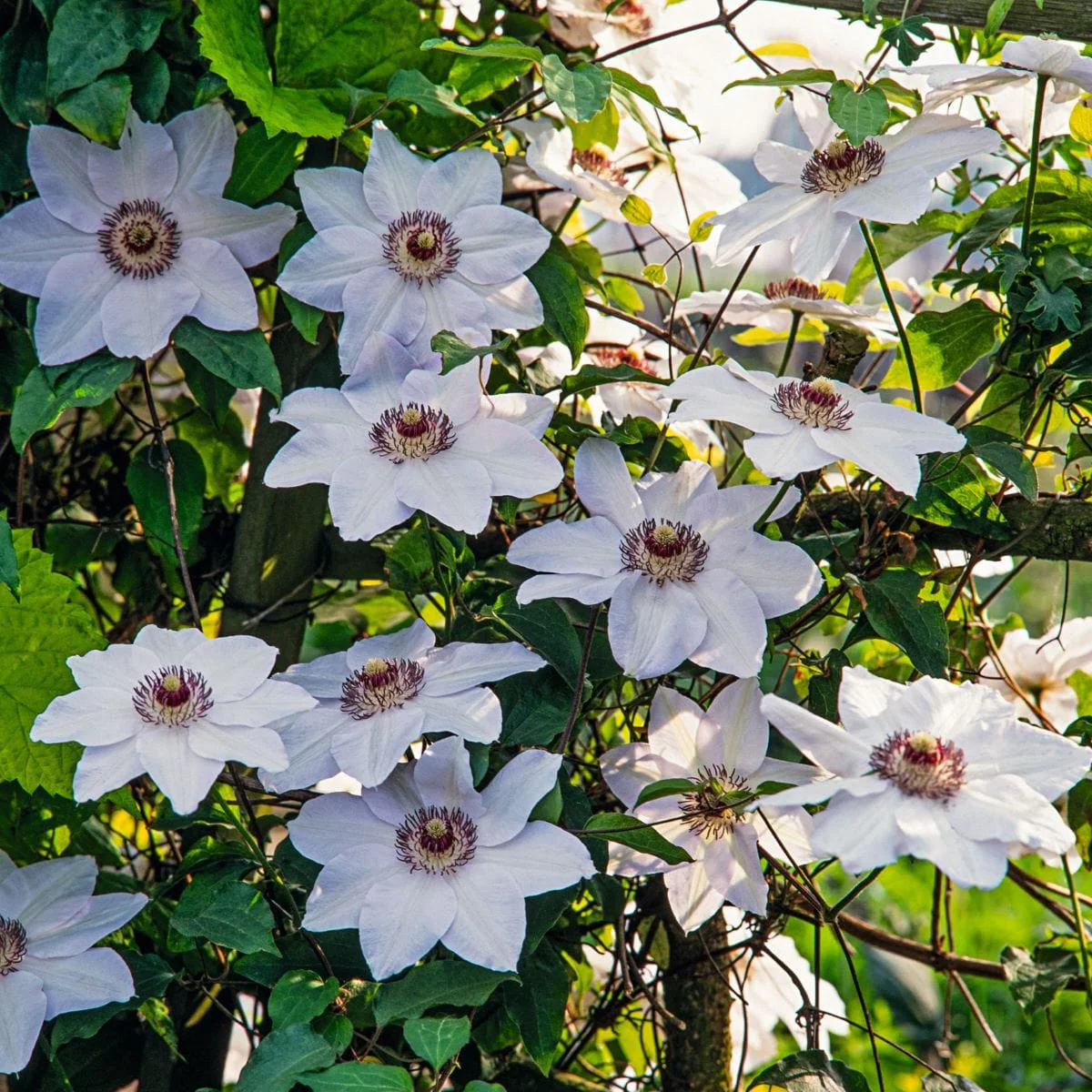 Clematis 'Miss Bateman' - Witte bosrank