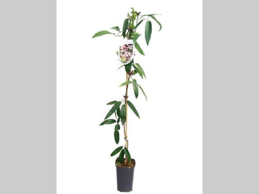 Clematis Armandii 'Apple Blossom' - Wit/roze bosrank