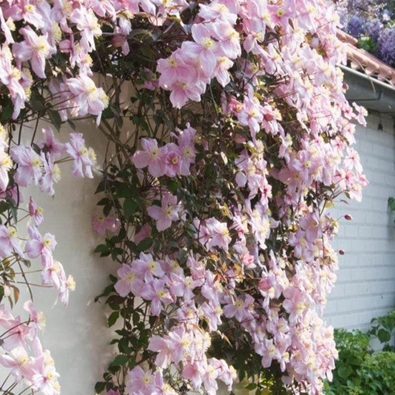 Clematis Montana 'Mayleen' - Roze bosrank