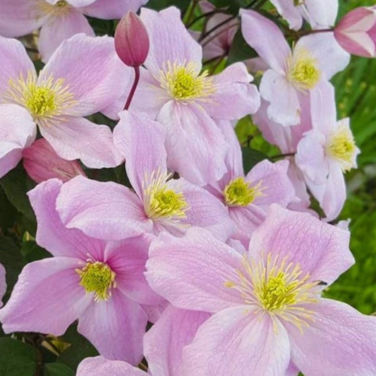 Clematis Montana 'Mayleen' - Roze bosrank