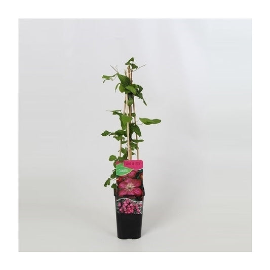 Clematis 'Ville de Lyon' - Roze bosrank