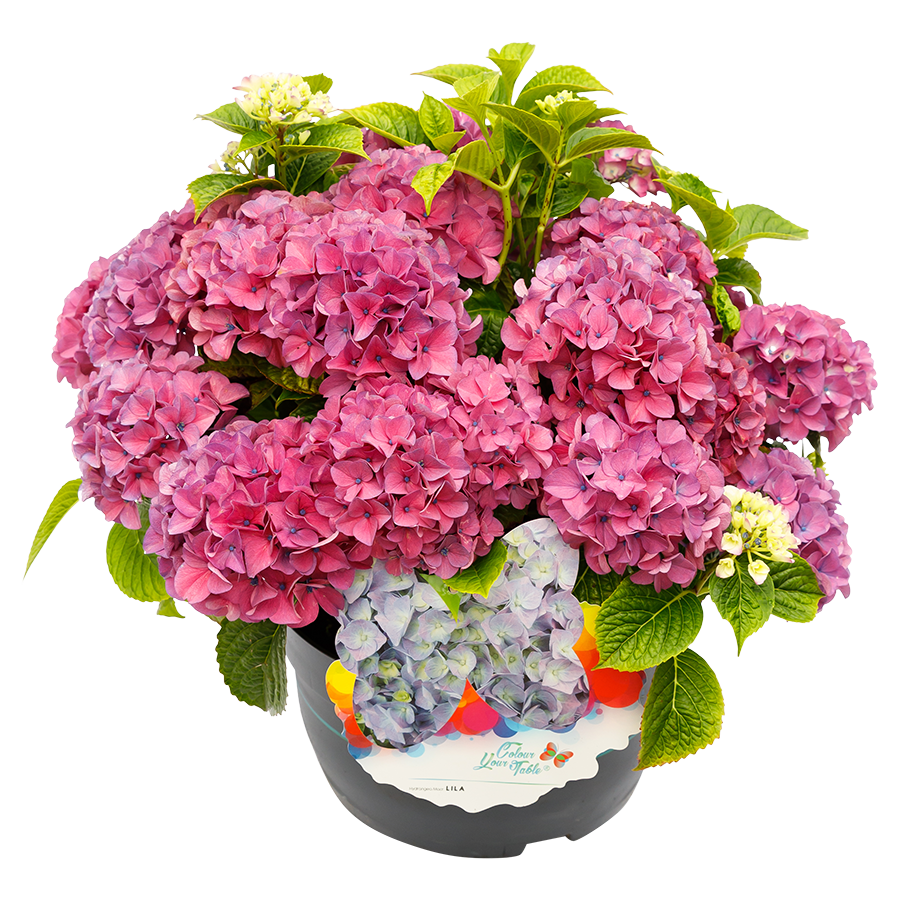 Hydrangea macrophylla 'Colour your Table'® Lila