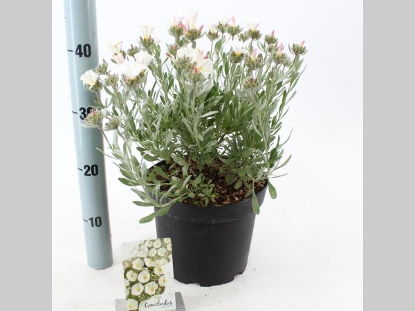 Convolvulus cneorum – Zilverwinde