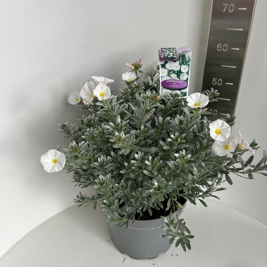 Convolvulus cneorum – Zilverwinde