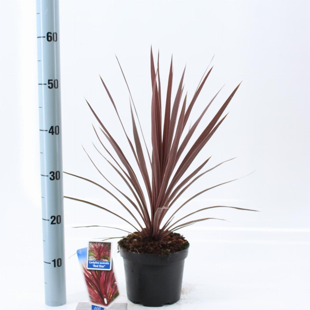 Cordyline australis 'Red Star' - Rode Koolpalm