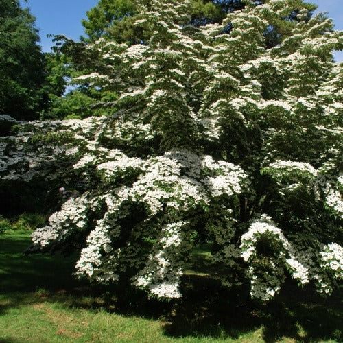 Cornus kousa chinensis - Kornoelje