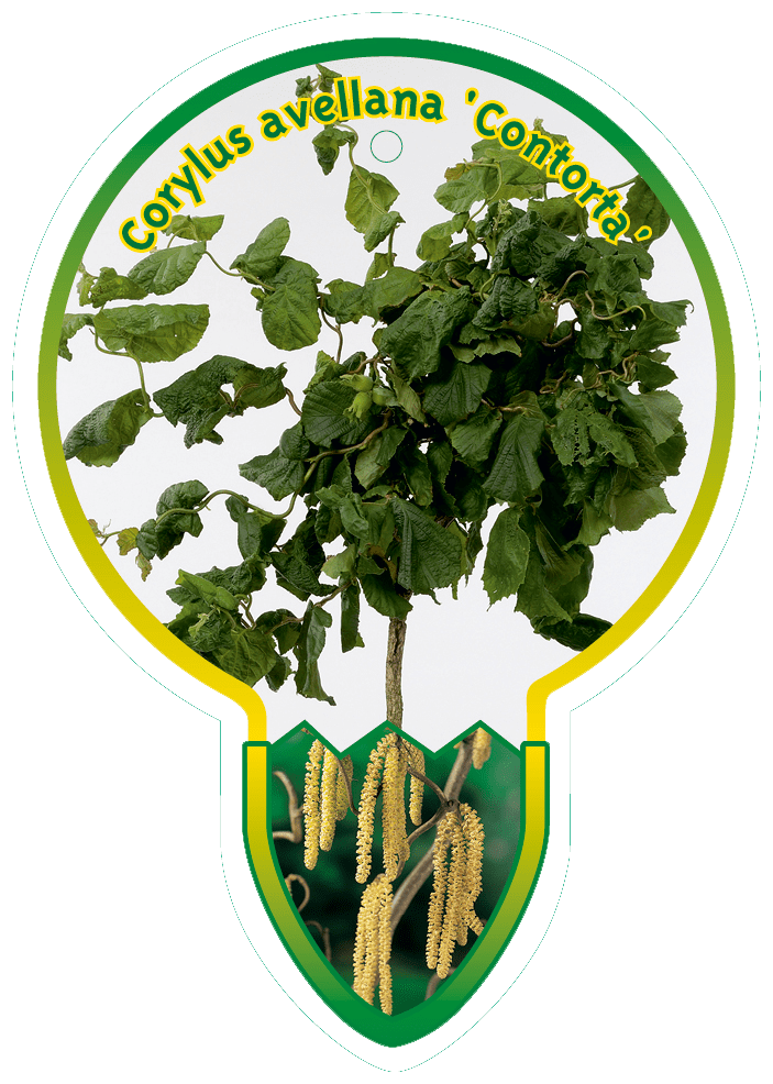 Corylus avellana 'Contorta' - Krulhazelaar op stam