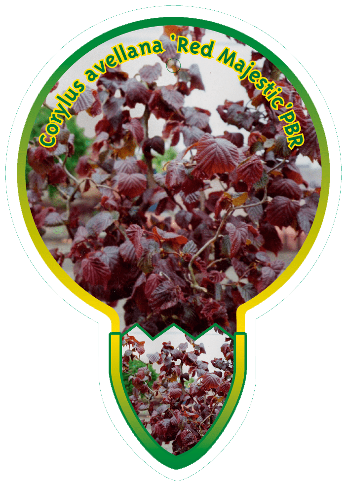 Corylus 'Red Majestic' - Rode Hazelaar op stam