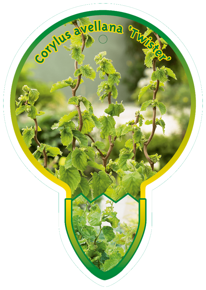 Corylus avellana 'Twister' - Krulhazelaar op stam