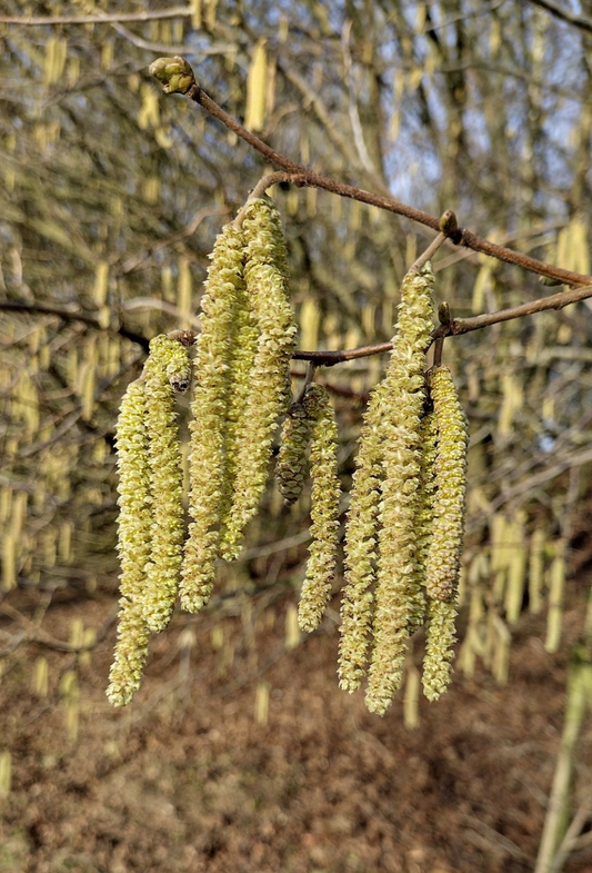 Groene hazelbladeren met zichtbare hazelnoten, natuurlijk groen en textuurrijk. Perfect voor tuin- en landschapsontwerp, met een levendige, organische uitstraling.