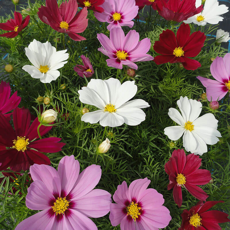 Cosmos bipinnatus Casanova - Cosmea