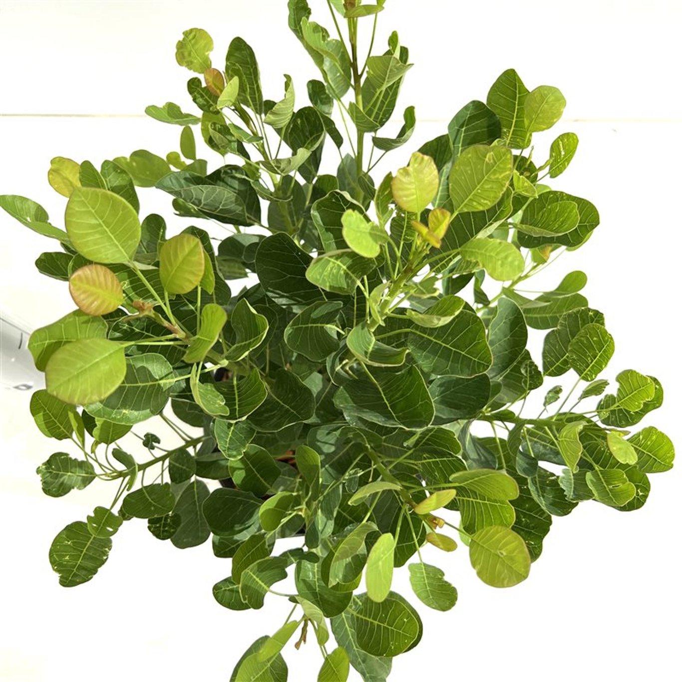 Cotinus coggygria 'Young Lady' - Pruikenboom