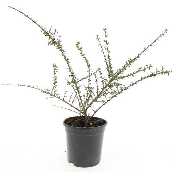 Cotoneaster conspicuus 'Decorus' - Dwergmispel