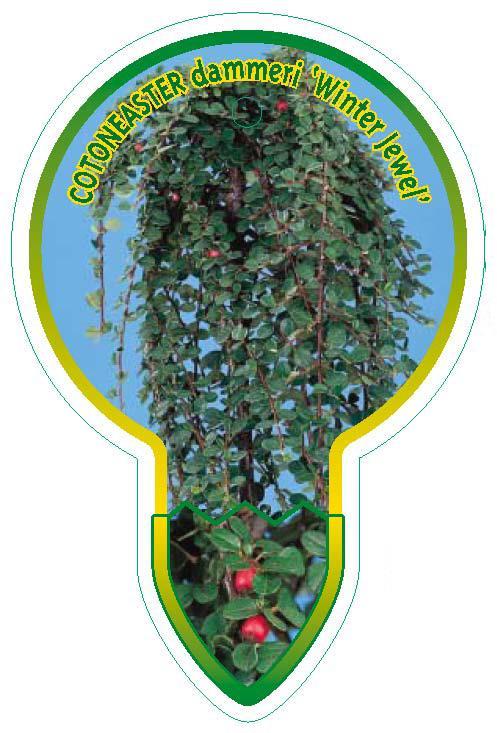 Cotoneaster dammeri 'Winter Jewel' - Winter Jewel Cotoneaster op stam
