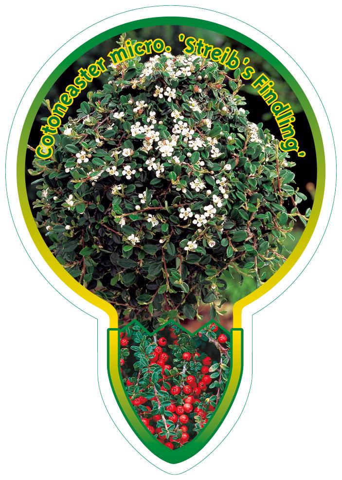 Cotoneaster procumbens 'Streib's Findling' - Dwergmispel op stam