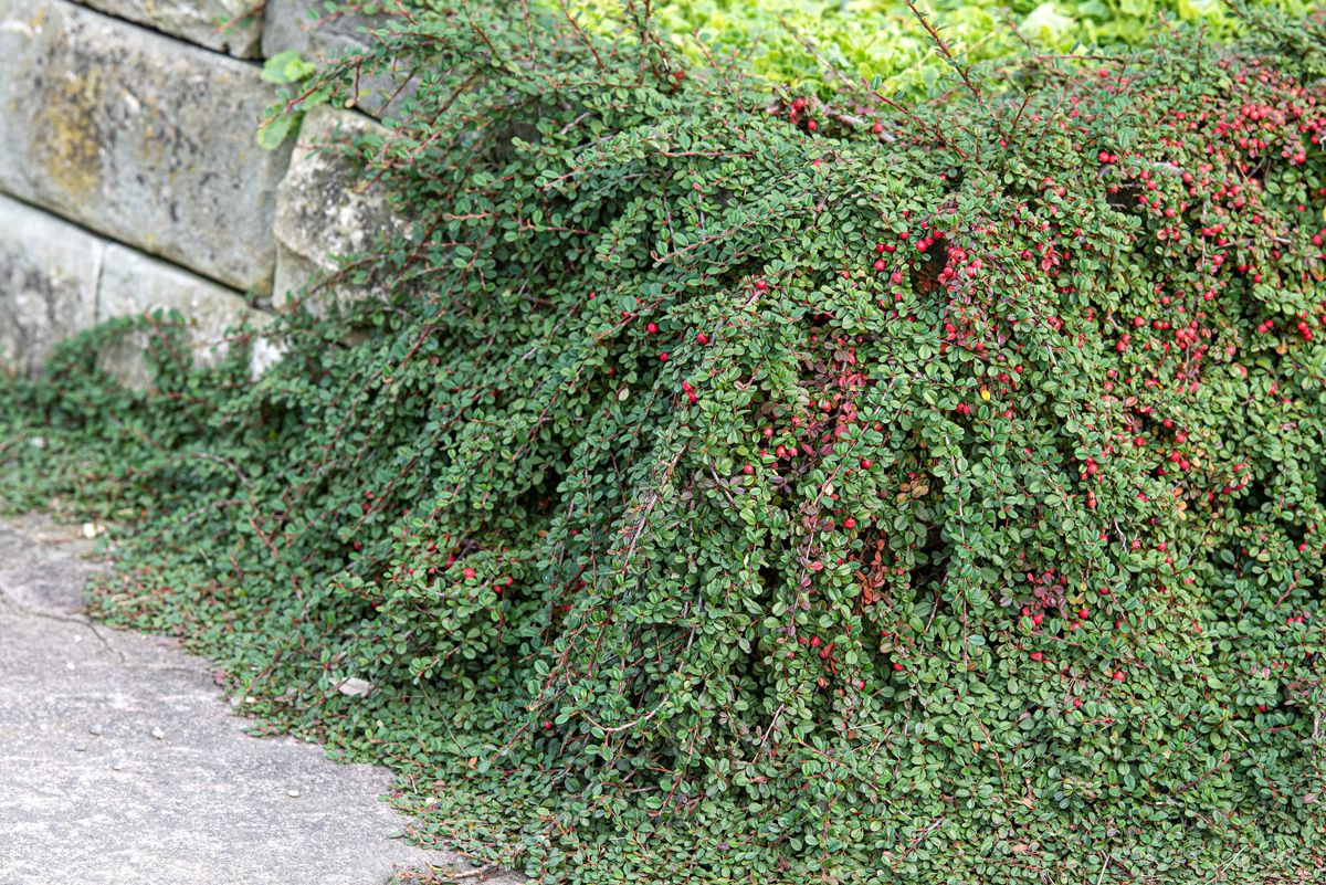 Cotoneaster procumbens 'Streib's Findling' - Dwergmispel