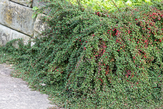 Cotoneaster procumbens 'Streib's Findling' - Dwergmispel