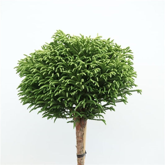 Cryptomeria japonica 'Little Champion' op stam - Japanse cipres op stam