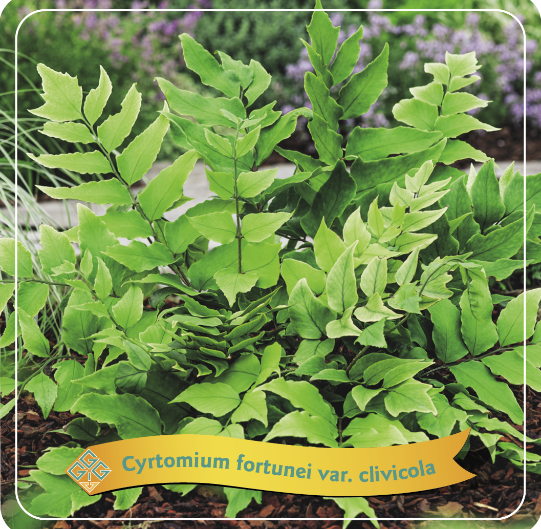 Cyrtomium fortunei var. clivicola- IJzervaren