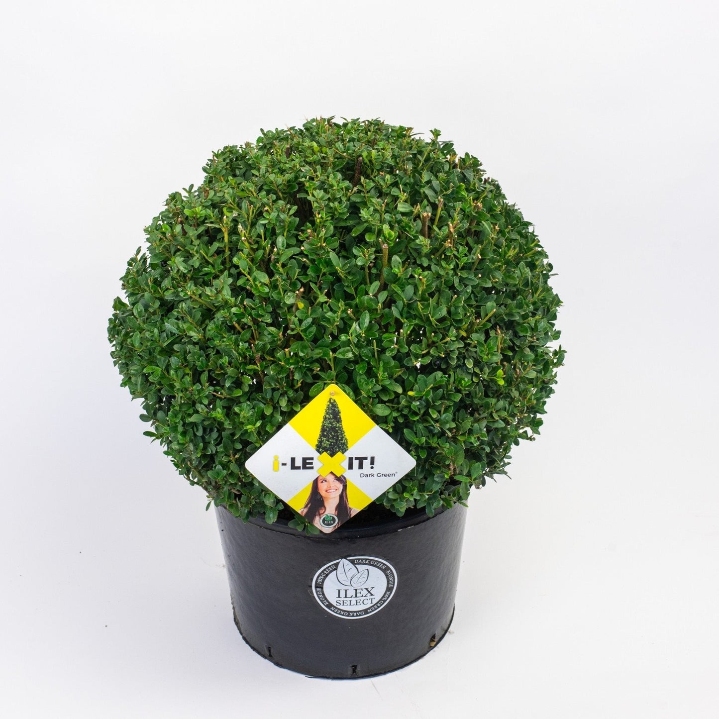 Een compacte, donkergroene i-LEX-IT! boxhoutplant in een zwarte pot met eco-loop logo, perfect voor binnen- en buitenruimtes. De plant heeft een dichte, bolvormige kroon en een duidelijk zichtbare productlabel.