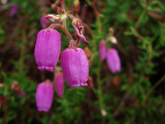 Daboecia cantabrica - Ierse heide