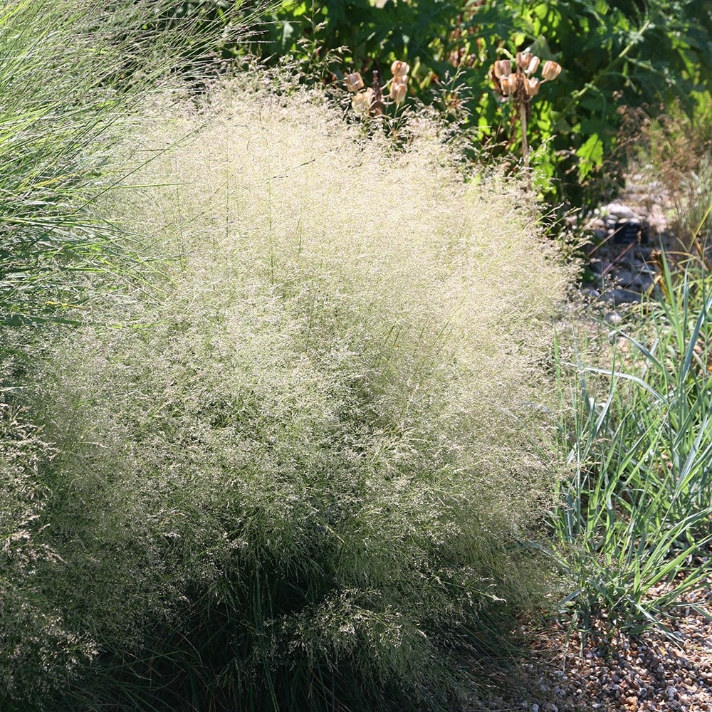 Deschampsia cespitosa ‘Goldtau’ - Ruwe smele