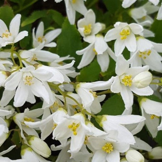 Deutzia gracilis 'Nikko' - Bruidsbloem