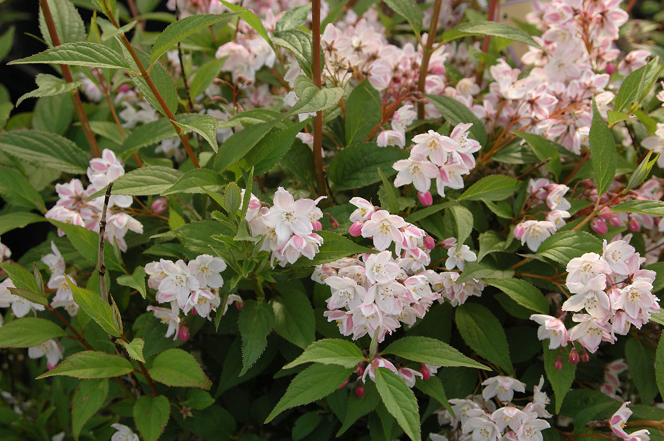 Deutzia purpurascens ‘Kalmiiflora’ - Bruidsbloem