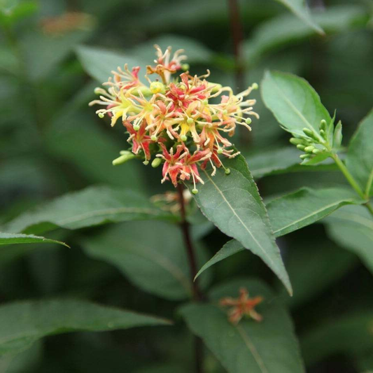 Diervilla sessilifolia 'Butterfly' - Boskamperfoelie