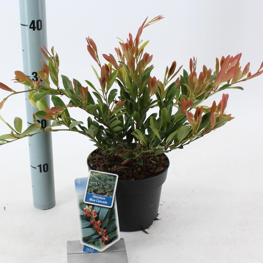 Distylium Blue Cascade