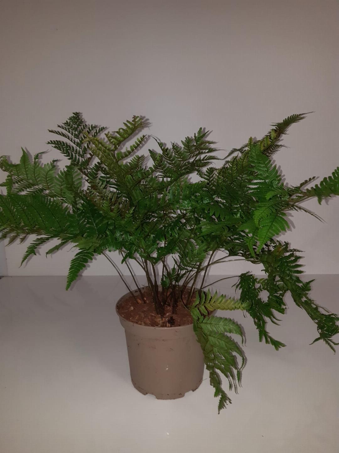 Dryopteris erythrosora - Herfstvaren