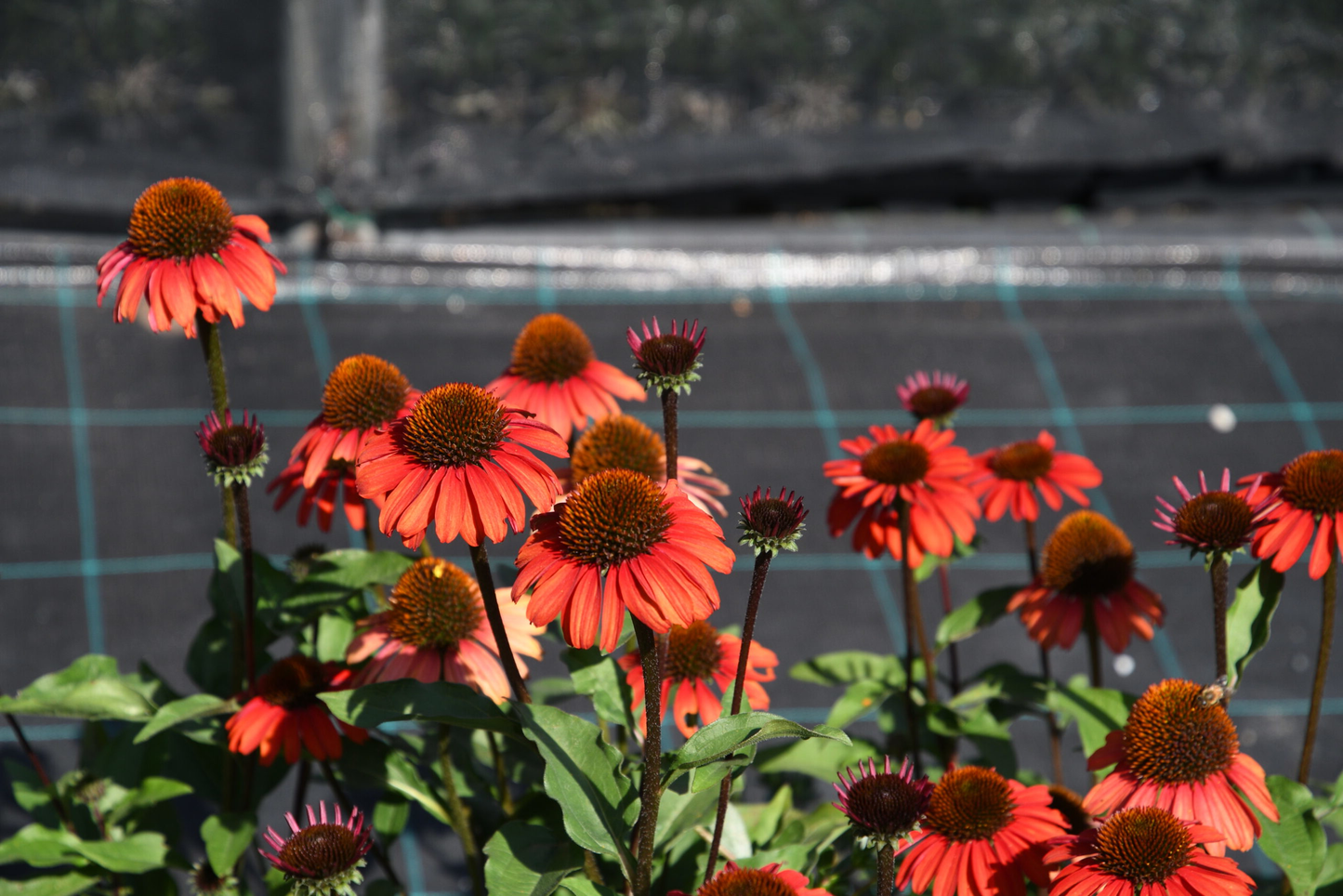 Echinacea ‘Apecssior’ - Zonnehoed