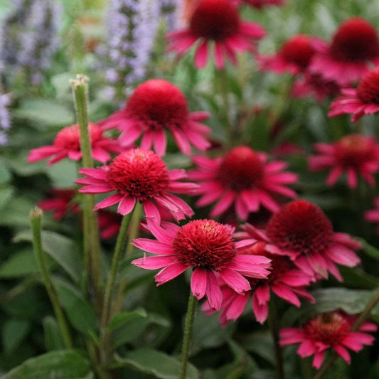 Echinacea 'Noortdeli' - Zonnehoed