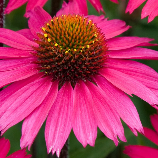 Echinacea 'Sensation Pink' - Zonnehoed