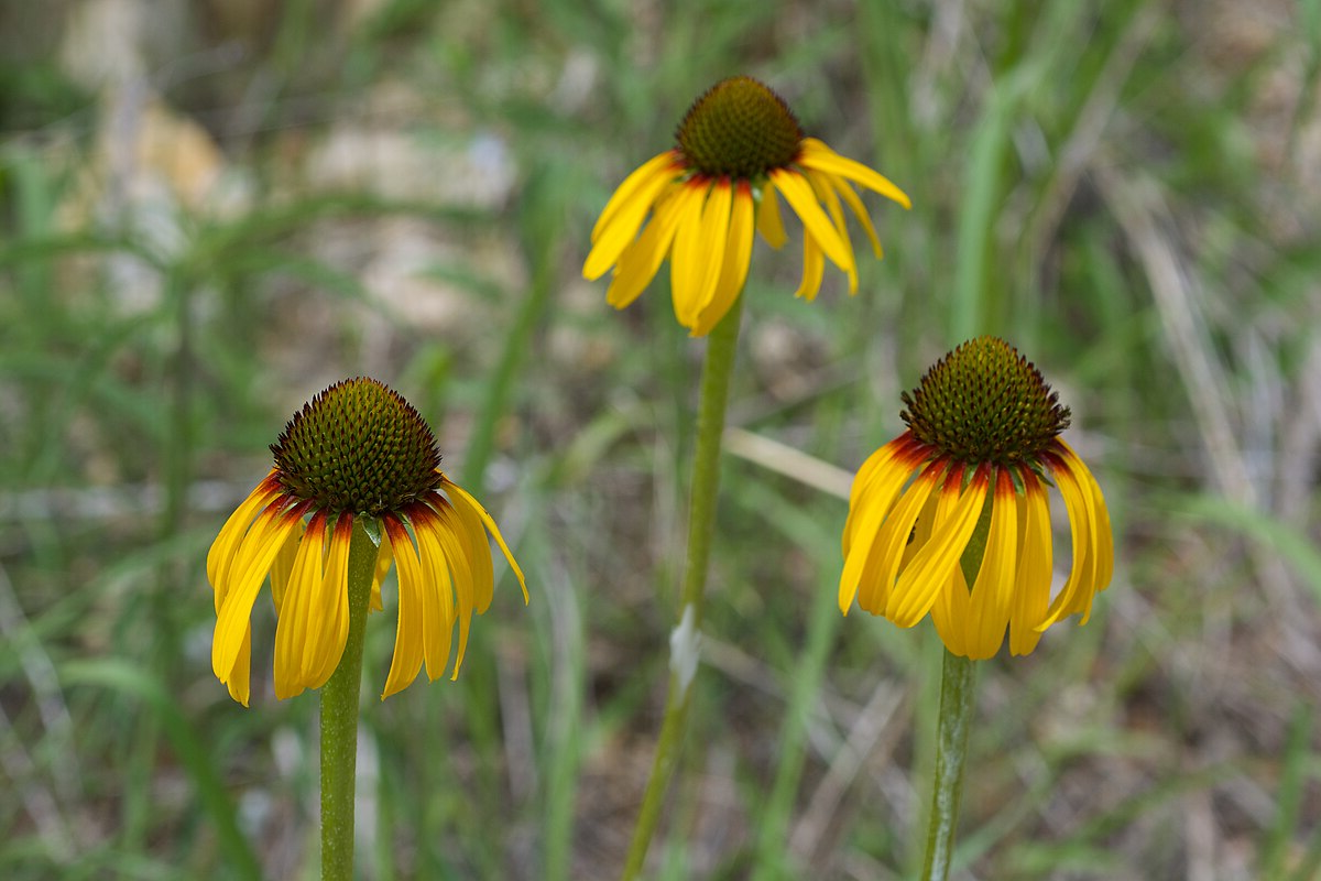 Echinacea paradoxa - Zonnehoed