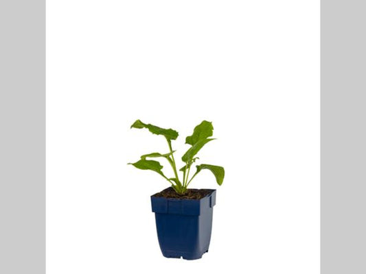 Witte coneflowers met oranje centra bloeien in een groene tuin, perfect voor tuinieren en decoratieve tuinontwerp.