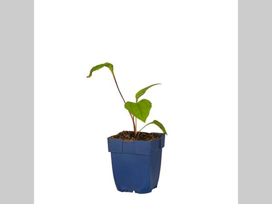 Lichtroze echteconen bloeien in een tuin, met donkerrode centra en groene bladeren. Perfect voor tuinieren en decoratieve tuinontwerp.