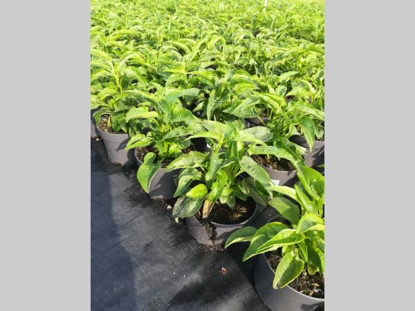 Echinacea purpurea 'Prairie Splendor Deep Rose' - Rode Zonnehoed