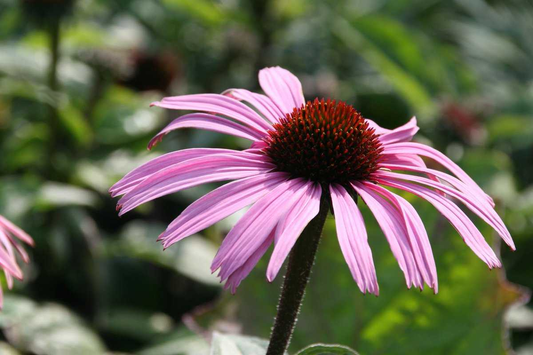 Echinacea purpurea 'Augustkönigin' - Zonnehoed