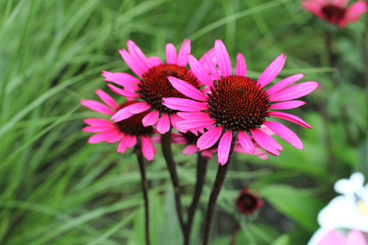 Echinacea purpurea 'Fatal Attraction' - Zonnehoed