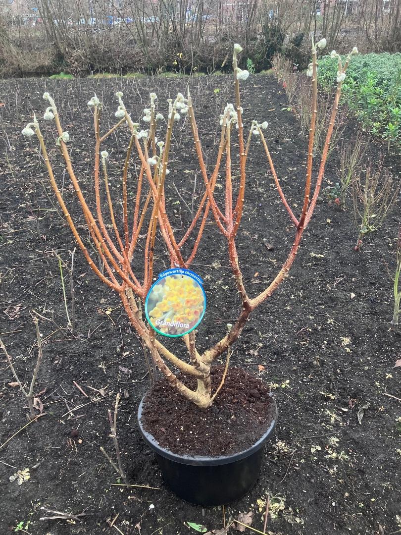 Edgeworthia chrysantha 'Grandiflora' - Papierstruik